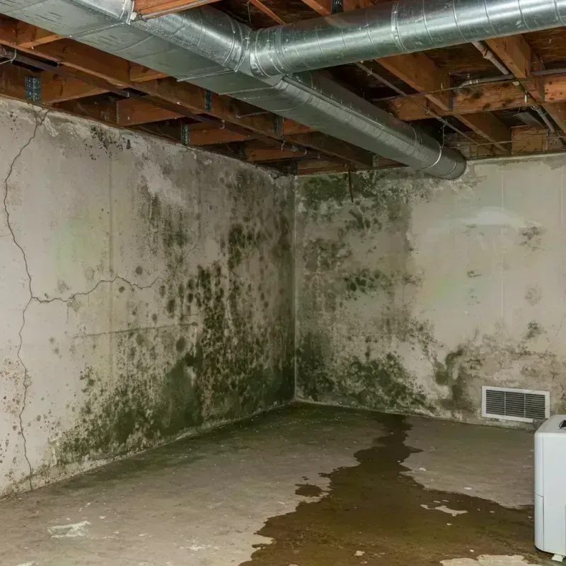 Professional Mold Removal in Boone County, WV